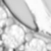 PLATA